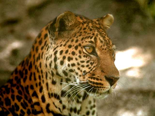 leopard